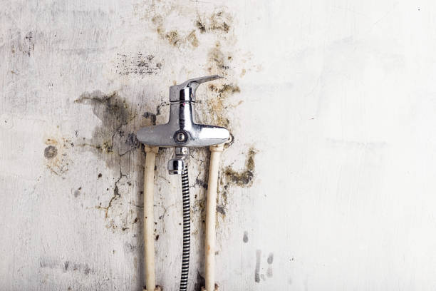Best Mold Damage Repair  in Leeds, AL