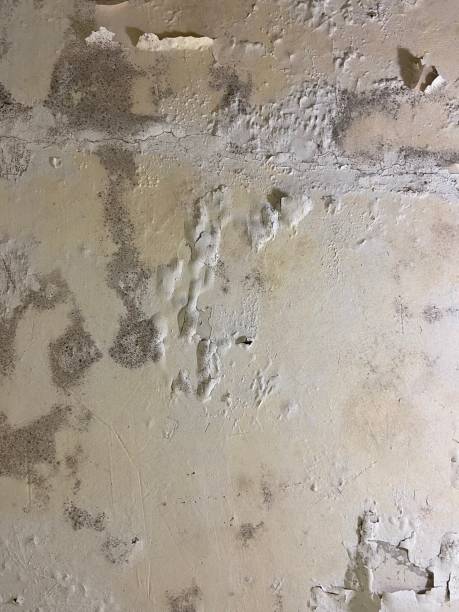 Best Emergency Mold Removal  in Leeds, AL