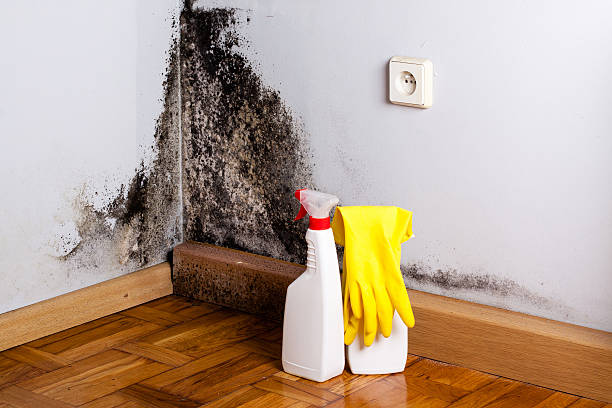 Professional Mold Removal in Leeds, AL